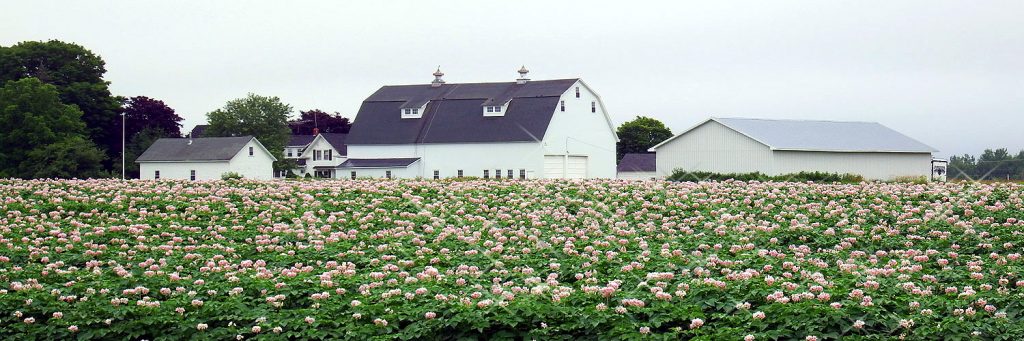 maine potato farm blossoms
