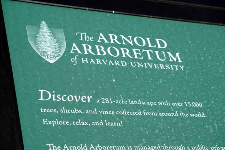 arnold arboretum 