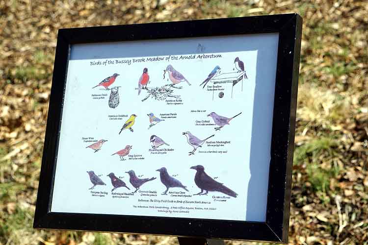 arboretum birds