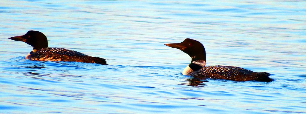 maine loons not social distancing