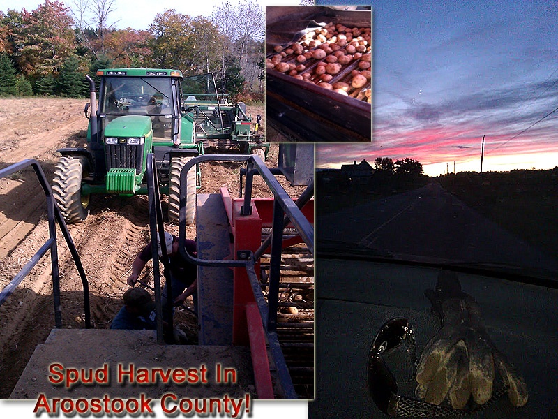 harvest on potato farm