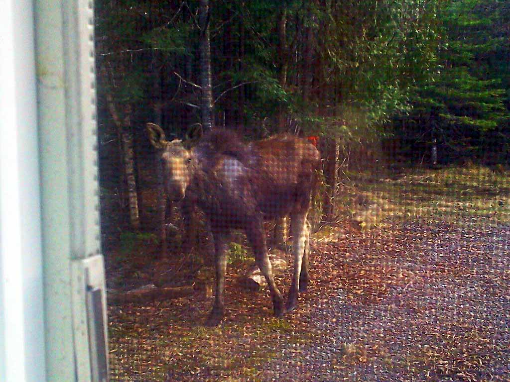 mr moose your neighbor
