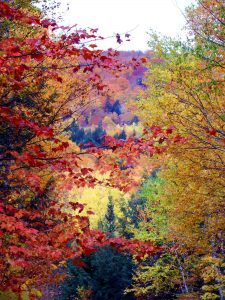 maine fall leaf colors