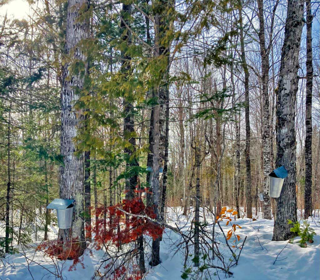 maine maple syrup producing 