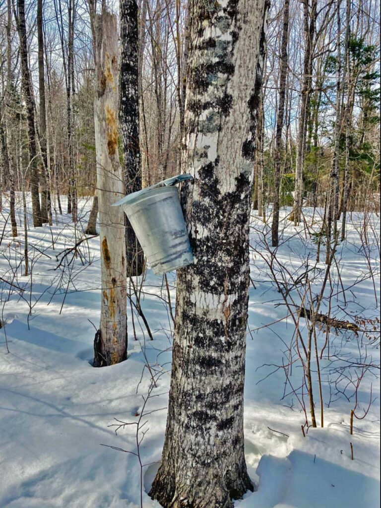 mainemaplesyrupsunday