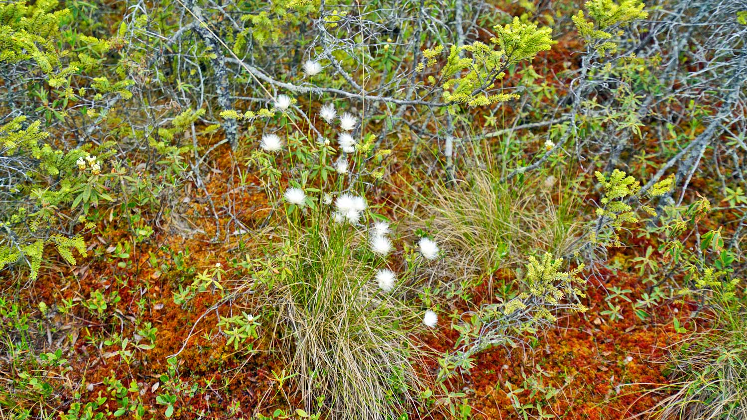 bog walk flowers