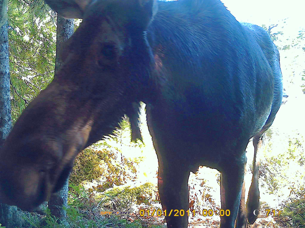 maine wildlie not people