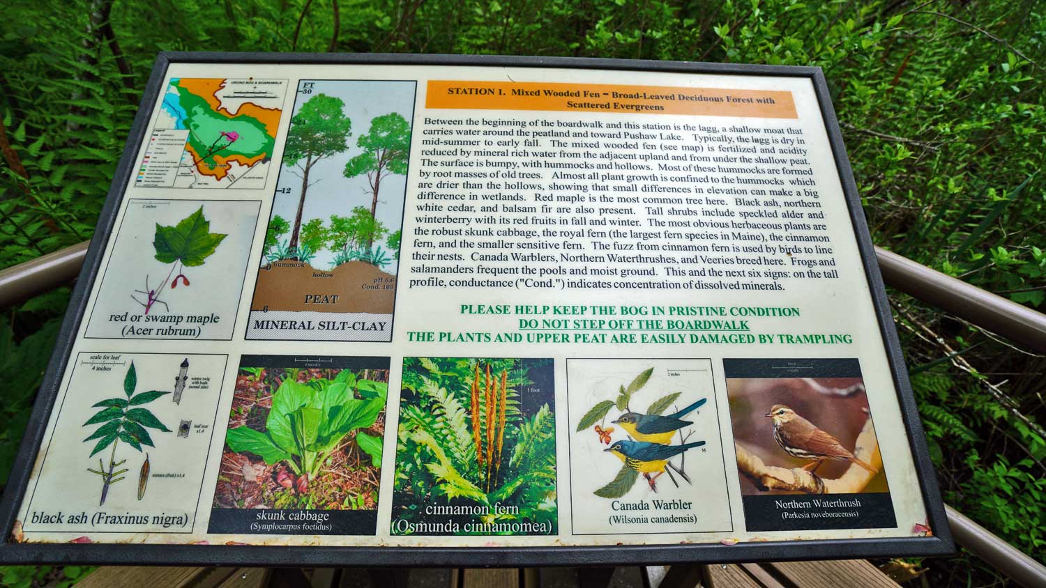 bog walk information