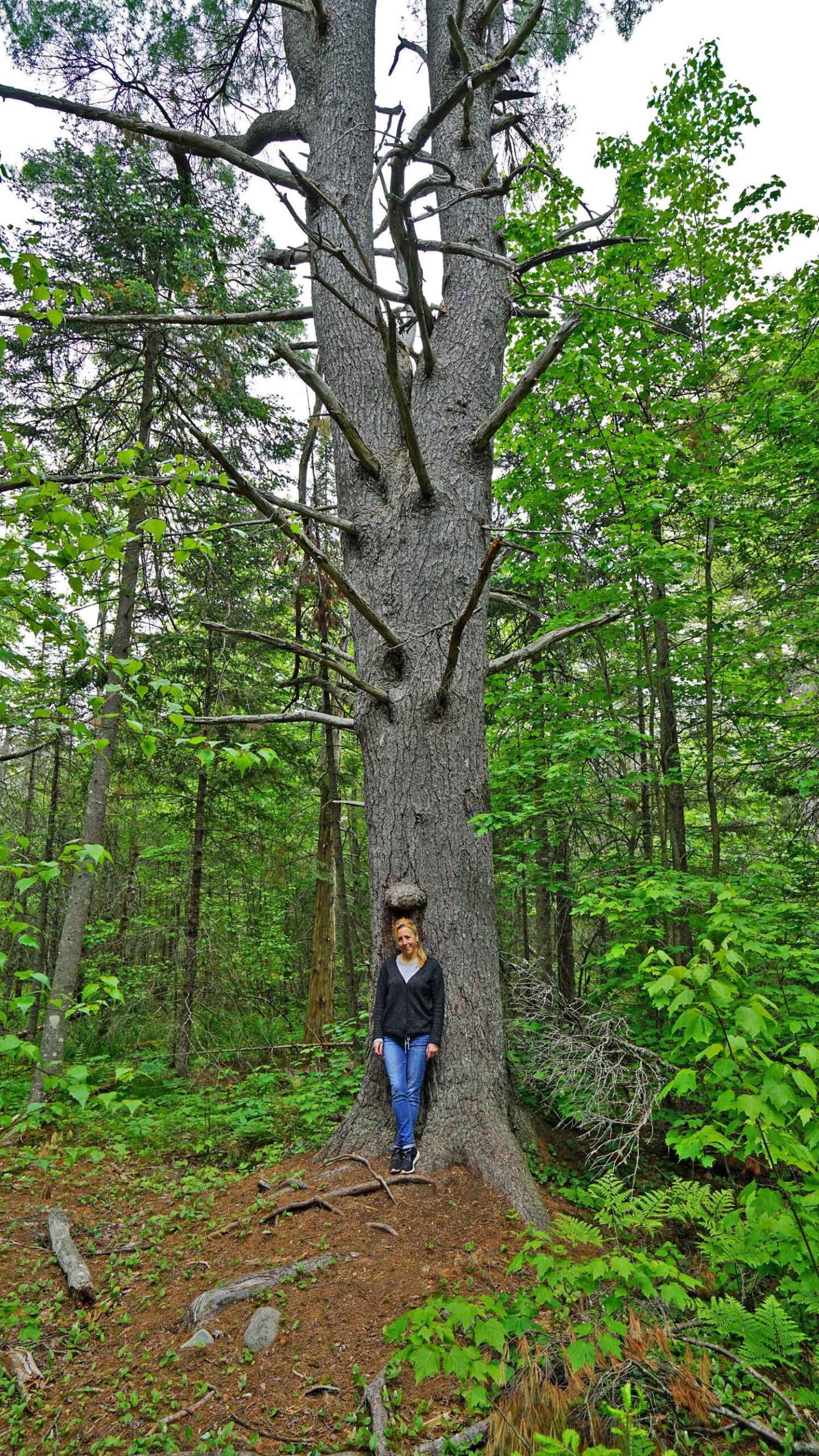 tall pine tree orono bog