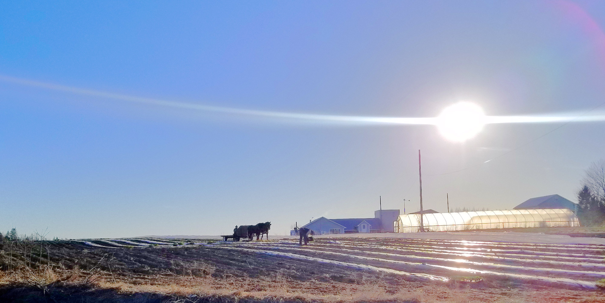 amish farms in smyrna maine