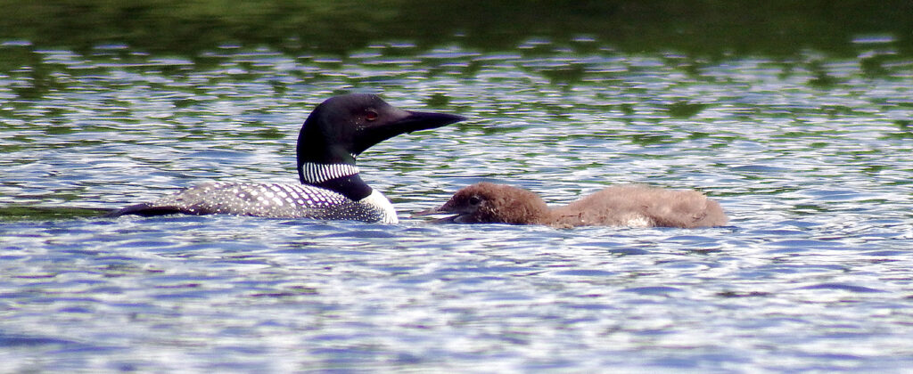 lake loons in maine