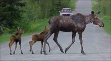Maine's Version Of Pedestrians, Jay Walkers With Four Legs. Maine Moose Family Crosses Road