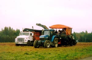 Local Maine Farmers Depend On Area Youth To Harvest The Spud Crop.