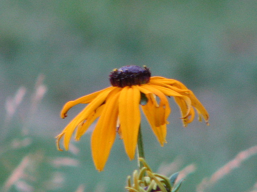 Maine Wild Flowers Made Excellent Wedding Bouquets. Maine Brown Eye Susans, Other Wild Flowers Plentiful In Maine And Free.