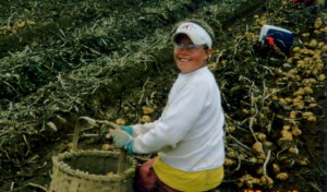 Youngest Of Four, Elliot Mooers Happy, Industrious Maine Potato Picker. Sixty Cents A Barrel The Going Rate For Filling A Basket Of Maine Potatoes On A Local Aroostook County Spud Farm.
