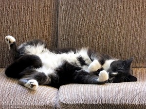 Maine Cat Stuffed, Wanting To Nap.