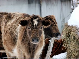 Maine Farm Cows Watching, Waiting.