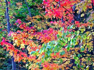 maine fall foliage peak colors