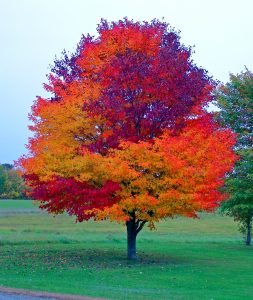 maine fall foliage harvest colors