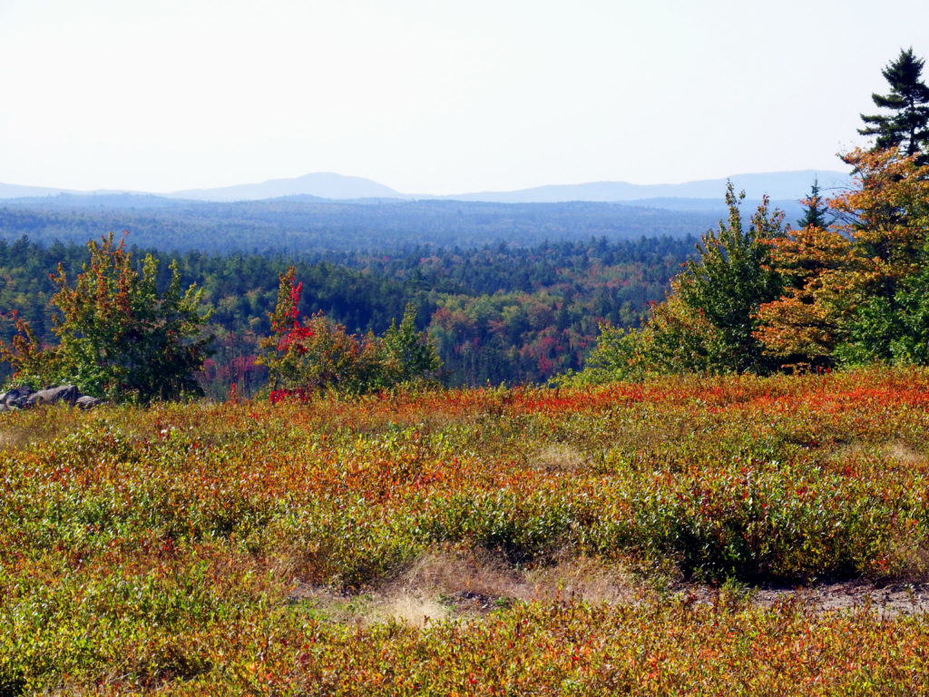 Wild Blueberries In Maine, Nothing Else Compares. MeInMaine Blog