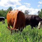 Homesteading, How To Do It In Maine.