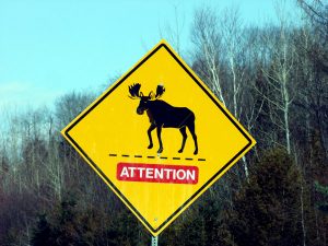 moose sign maine