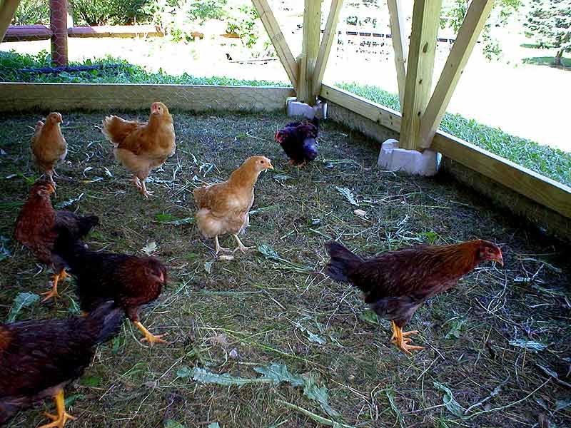 raise your own food