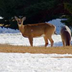 Moving To Maine, How’s The Real Estate Market ?