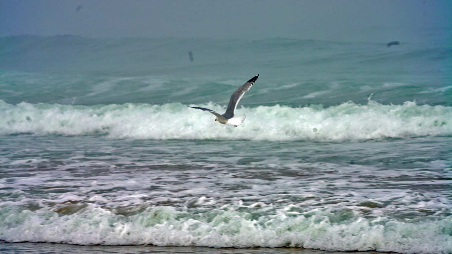maine coastline seagull flying