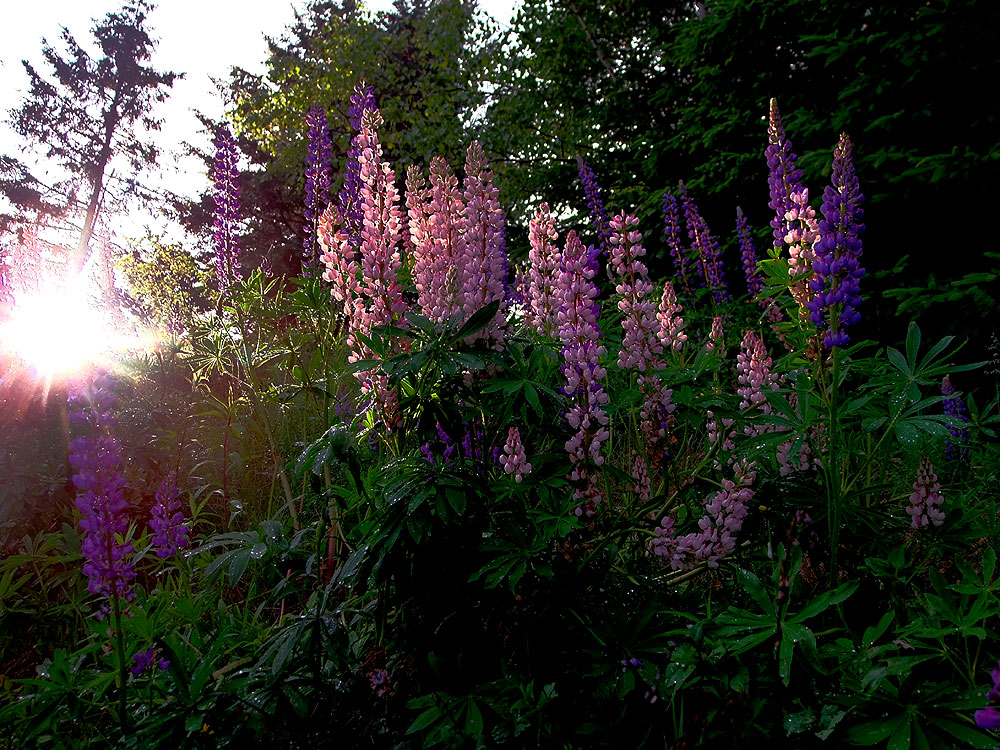 maine lupines