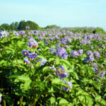 Flowers On Maine Farms