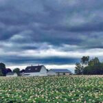 High Food Costs, Lessons Learned In The Maine Potato Farm Field.