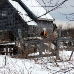 maine winter farm horse photo