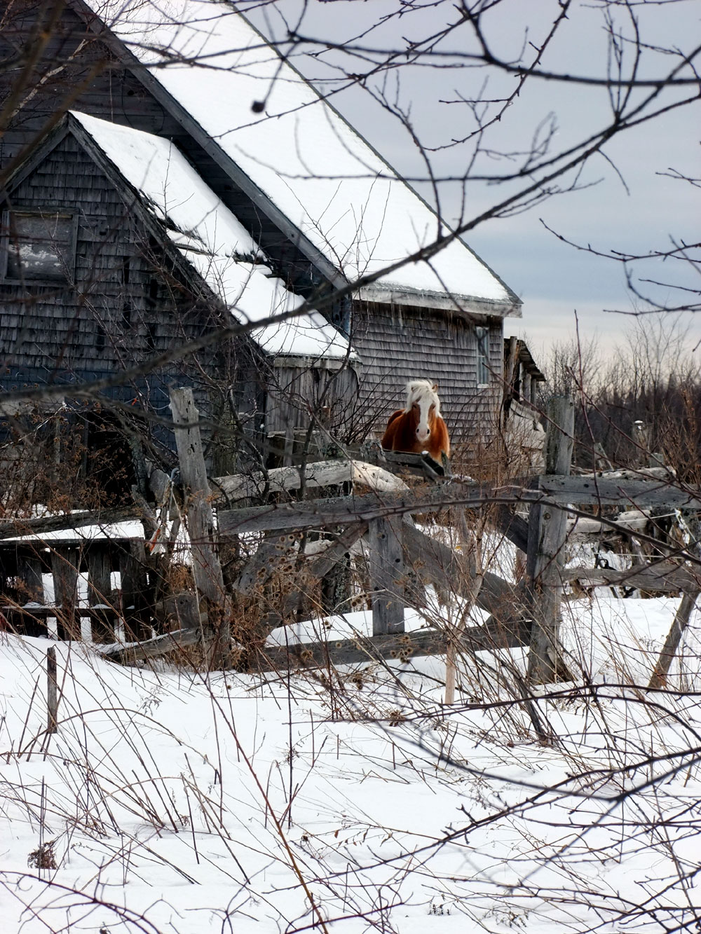 maine winter farm horse photo