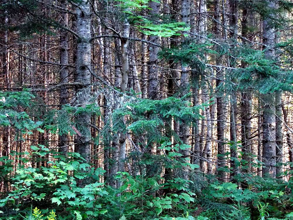 land in maine for sale