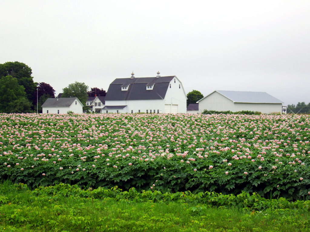 maine potato farm field