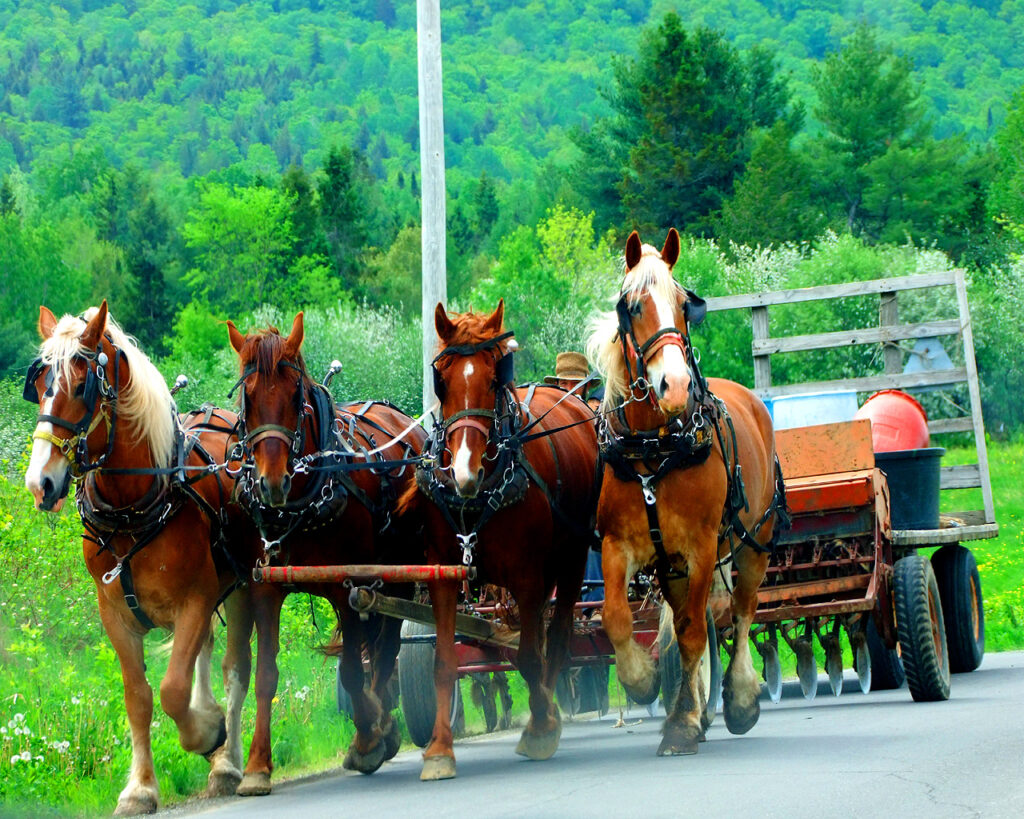 horses farming maine