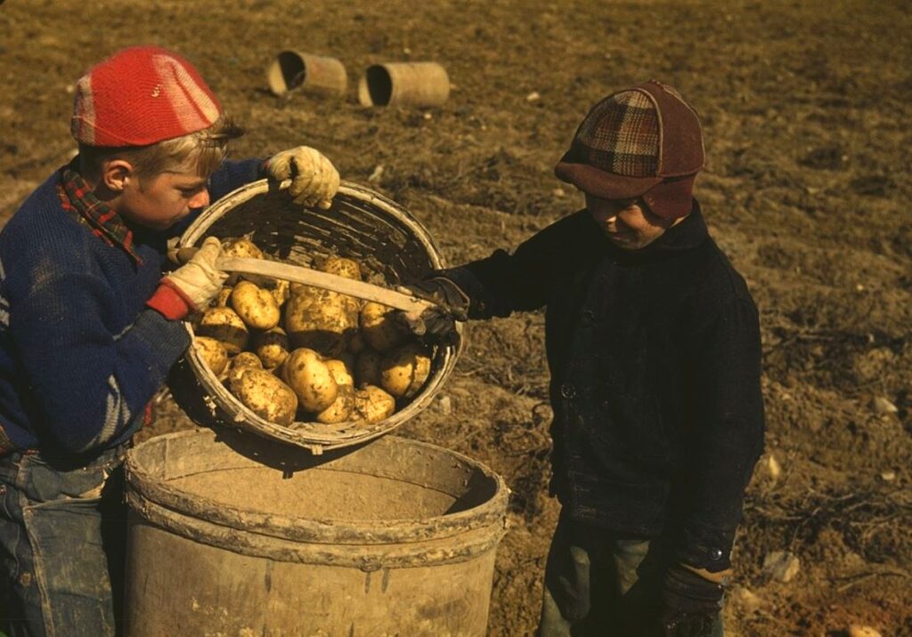 four or more baskets of maine potatoes fill a barrel