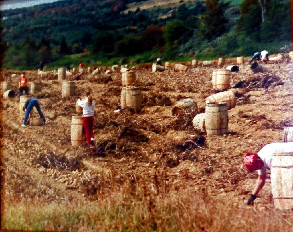 maine potato field 