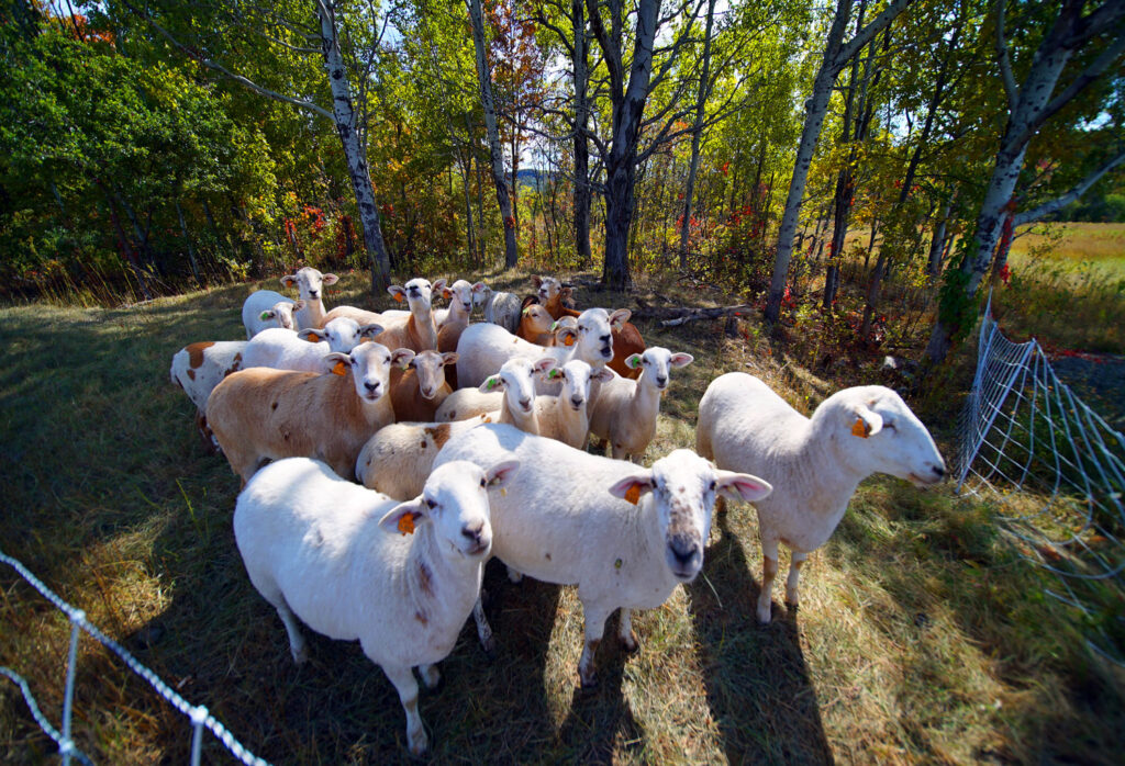 maine farm sheep