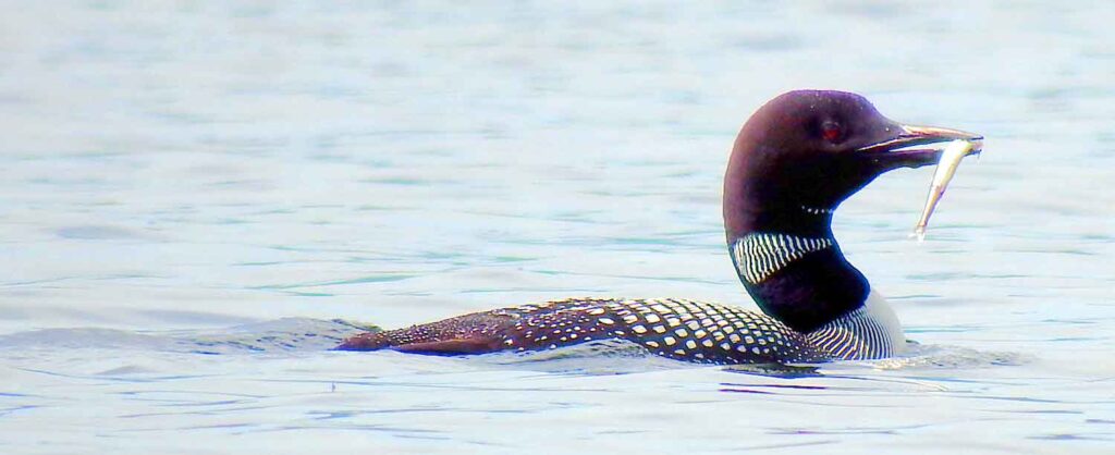 maine lake loon fishing
