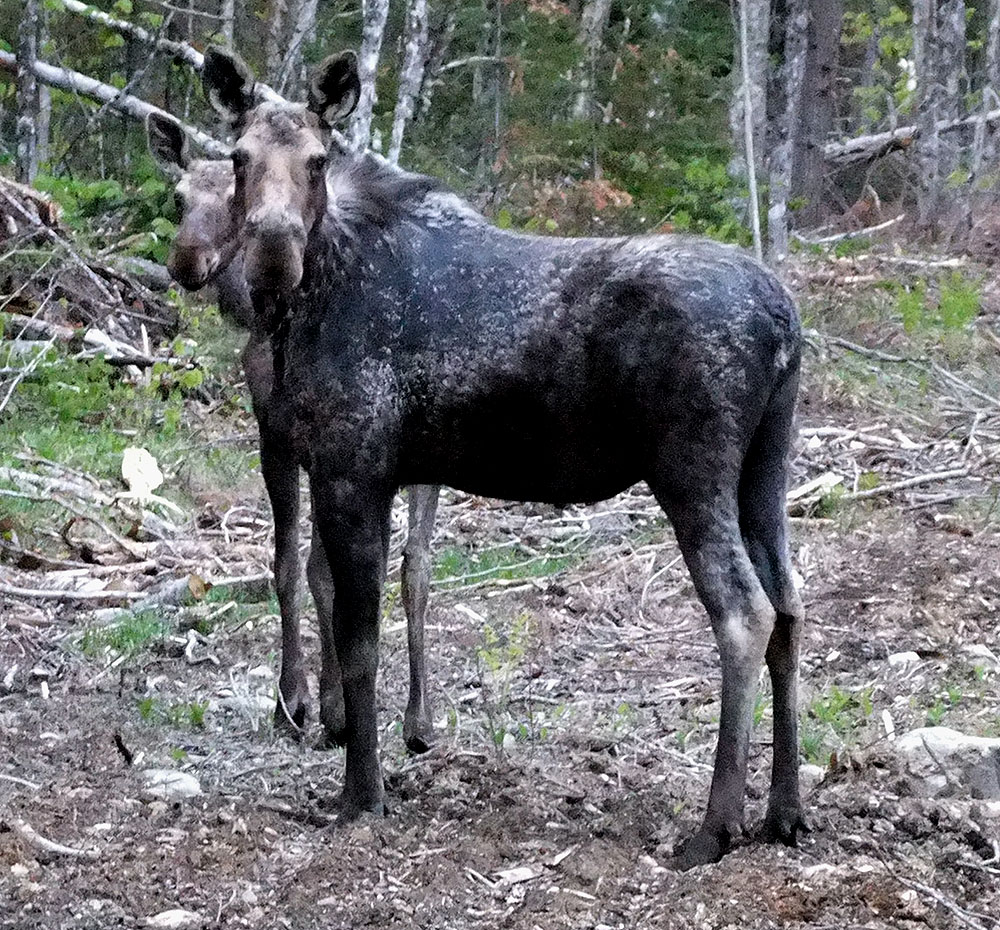 maine is more than moose