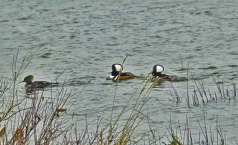 hooded mergansers maine lake