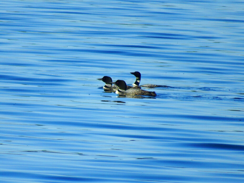 maine lake loons