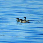 maine lake loons