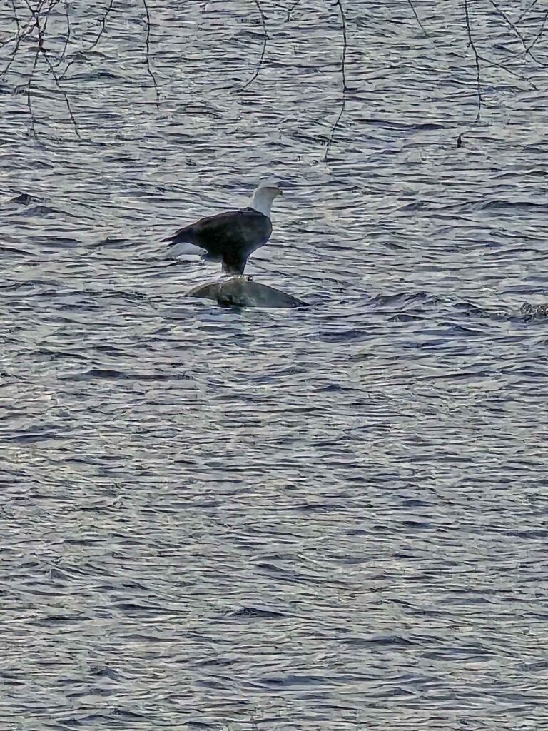 Bald Eagle Maine Lake