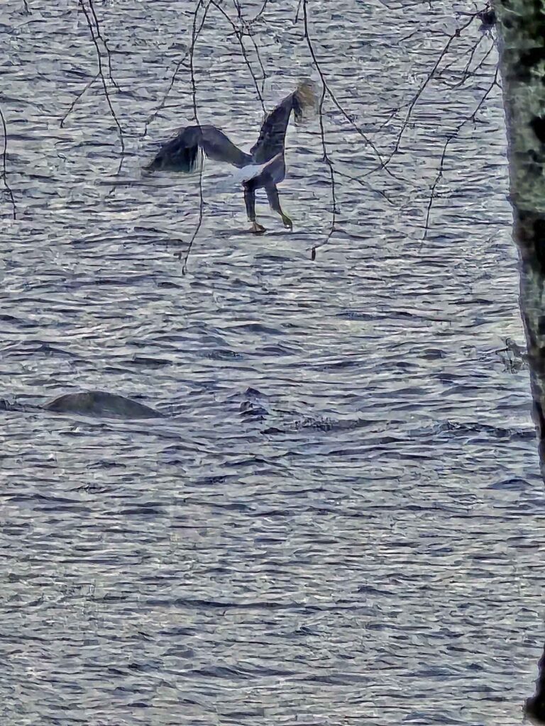 living on maine lake