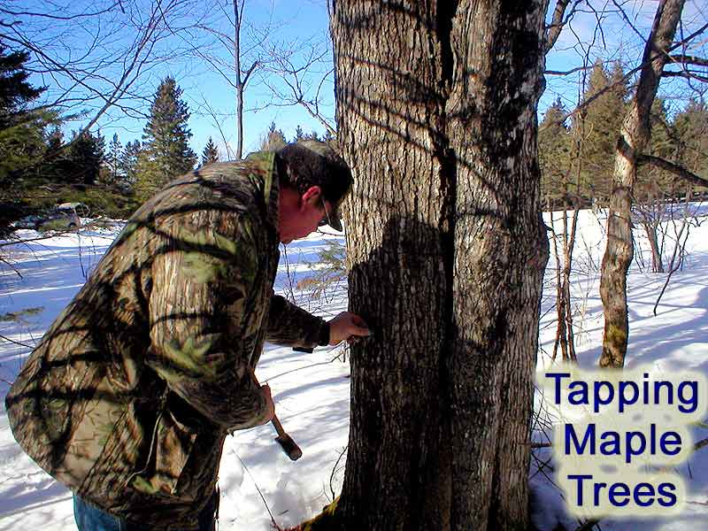 tapping maine maple trees for sap
