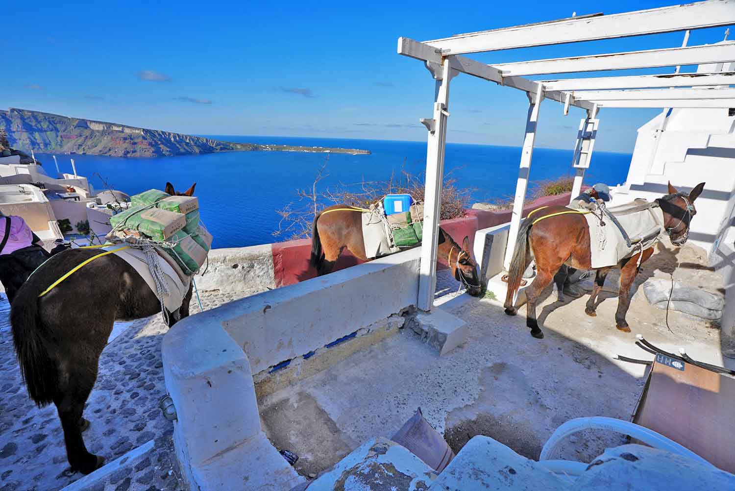 donkeys mules santorinia greece