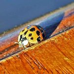 lady-bug-in-maine